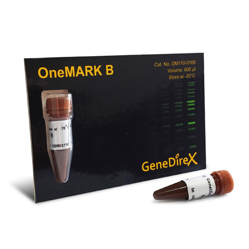 GD OneMARK B 螢光 DNA Marker (DNA Ladder)