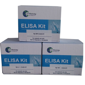 大鼠C型钠尿肽(CNP)ELISA试剂盒