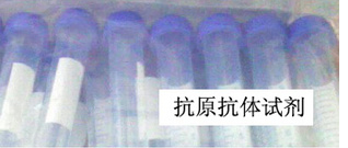 半胱胺酸蛋白酶蛋白-6抗体(N端)