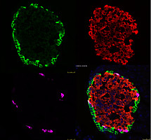 confocal 激光共聚焦检测服务
