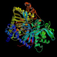 大鼠糖原磷酸化酶同工酶II(GP-II)elisa试剂盒>品牌：捷世康