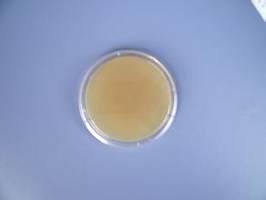 四硫磺酸盐煌绿增菌液基础>品牌:捷世康