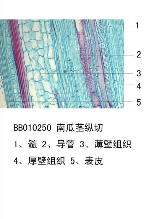 鑫鑫专供生物显微玻片 生物切片标本