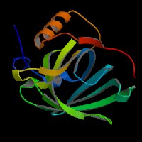 大鼠视黄醇结合蛋白4(RBP-4)elisa试剂盒|科研用