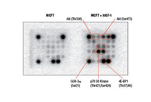 PathScan® Akt Signaling Antibody Array Kit (Chemiluminescent Readout) 