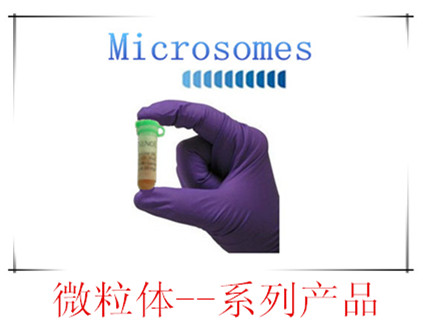 微粒体（体外药物代谢研究)