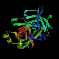 大鼠尿激酶型纤溶酶原激活物(uPA)elisa试剂盒