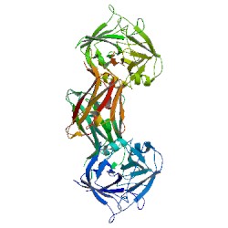大鼠可溶性核因子κB受体活化因子配基(sRANKL)elisa试剂盒
