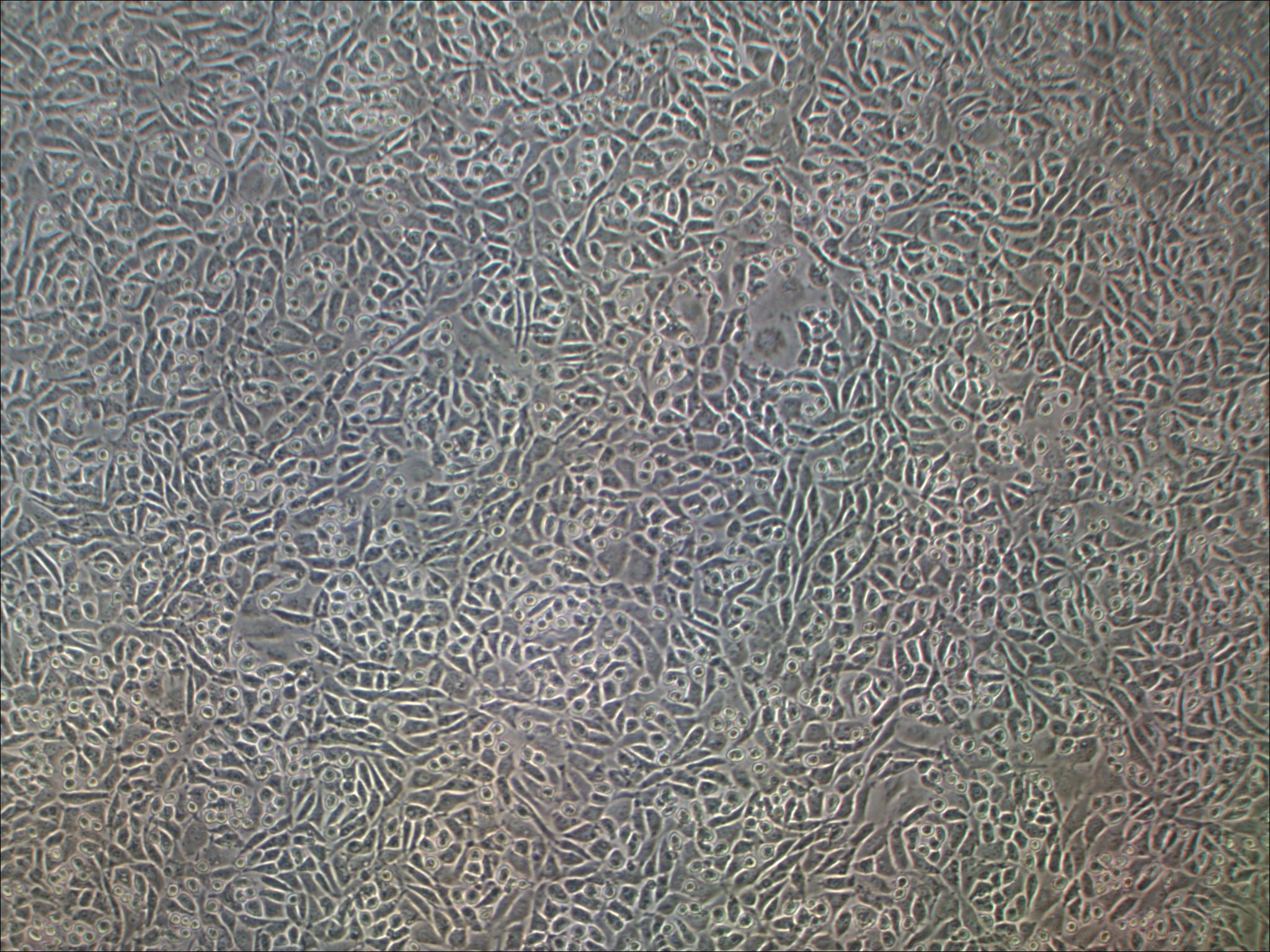 L929小鼠成纤维细胞实验