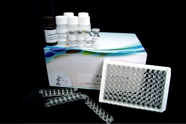 兔 CNP (C-type Natriuretic Peptide) ELISA Kit