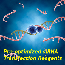 GenMute™ siRNA Transfection Reagent for MCF7 Cell