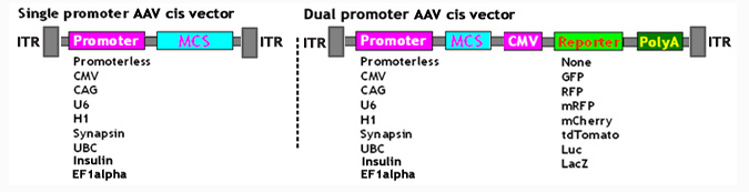  shRNA重组AAV病毒定制生产