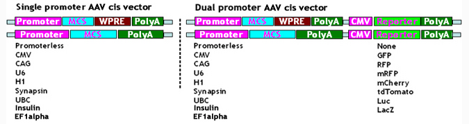 重组AAV病毒定制生产
