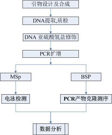 DNA甲基化检测技术服务（MSP和BSP）