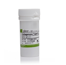 Collagenase, Type IV, powder  17104-019