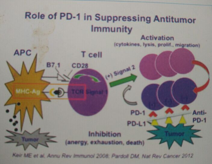 PD1/PDCD1蛋白人源化单克隆抗体