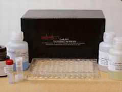 大鼠脂多糖结合蛋白(LBP)价格Elisa试剂盒