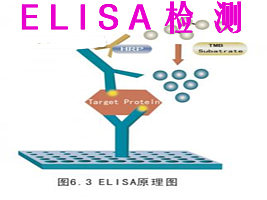  ELISA 酶联免疫吸附实验