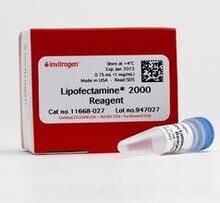 invitrogen Lip2000 11668-027 转染试剂 