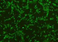OriCell® SD大鼠脂肪间充质干细胞/GFP