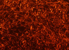 OriCell® SD大鼠脂肪间充质干细胞/RFP