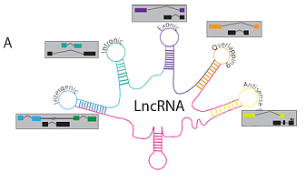  lncRNA-seq