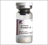 【protein A】金黄色葡萄球菌蛋白A， 耐碱型（SPA）