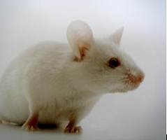 老龄鼠 【SD、ICR、KM、BALB/c、C57BL/6、APP/PS1】