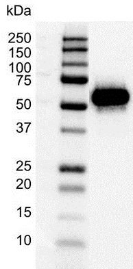 p53 Antibody(PrecisionAb™ Antibody)