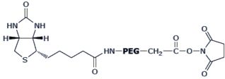 BIOTIN-PEG-NHS 聚乙二醇衍生物/修饰剂