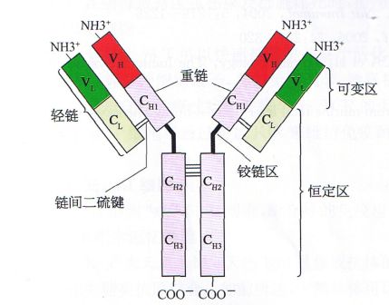 促肾上腺皮质激素(1-39)抗体，Anti-ACTH (1-39) antibody