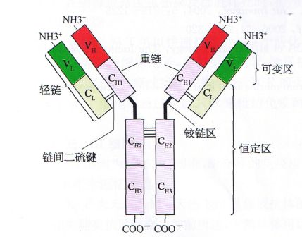 难辨梭状芽孢杆菌(c-diff)单克隆抗体-1，Mouse Anti Clostridium difficile-1 (Monoclonal purified)
