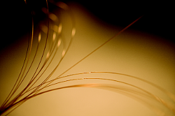 GC GuardGOLD 毛细管保护柱