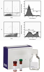 Annexin V FITC 细胞凋亡检测试剂盒