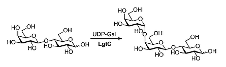 α-1,4-Galactosyltransferase