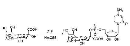 CMP-Sialic acid synthetase