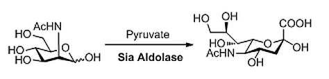 Sialic acid aldolase