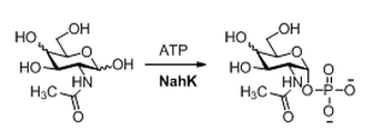 N-acetylhexosamine 1-kinase