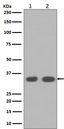 Cyclin D1 Antibody(CY5404)