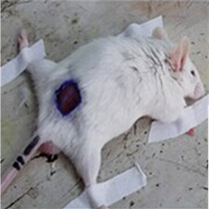 承接实验服务 小鼠创伤模型