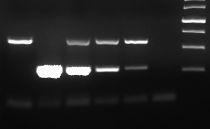 《PCR法支原体检测试剂盒》