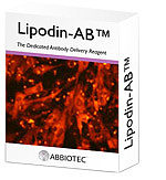 Lipodin-Ab™ - The Dedicated Antibody Delivery Reagent