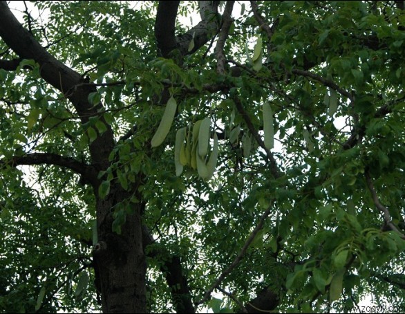 皂树皮提取物  40%60%95%皂甙