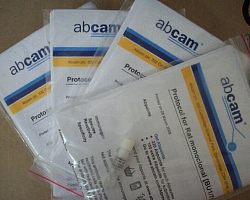 Abcam Anti-Smad4 antibody [EP618Y] (ab40759)