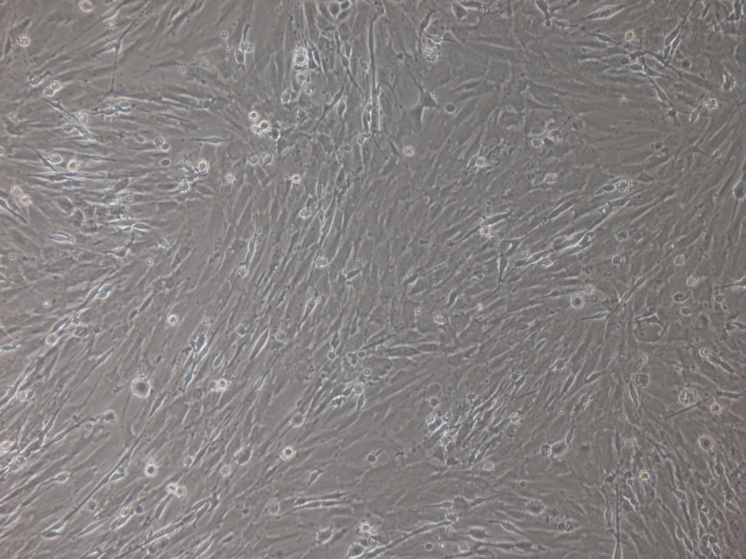 小鼠食管上皮细胞/免疫荧光鉴定