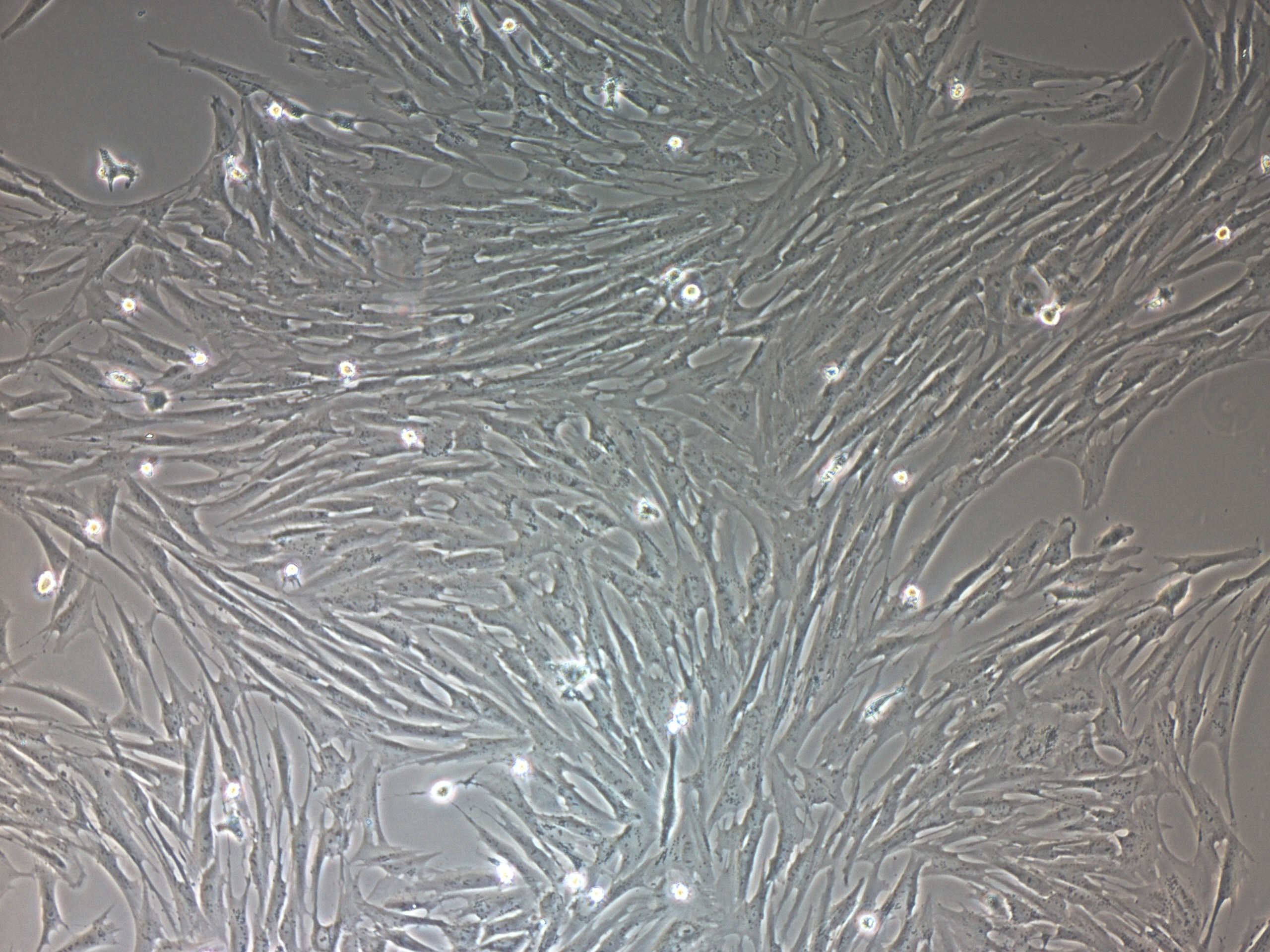 猪乳腺成纤维细胞/免疫荧光鉴定/镜像绮点（Cellverse）