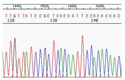 dGTP BigDye® Terminator v3.0 Ready Reaction Cycle Sequencing Kit