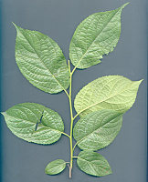 长期供应杜仲提取物，绿原酸