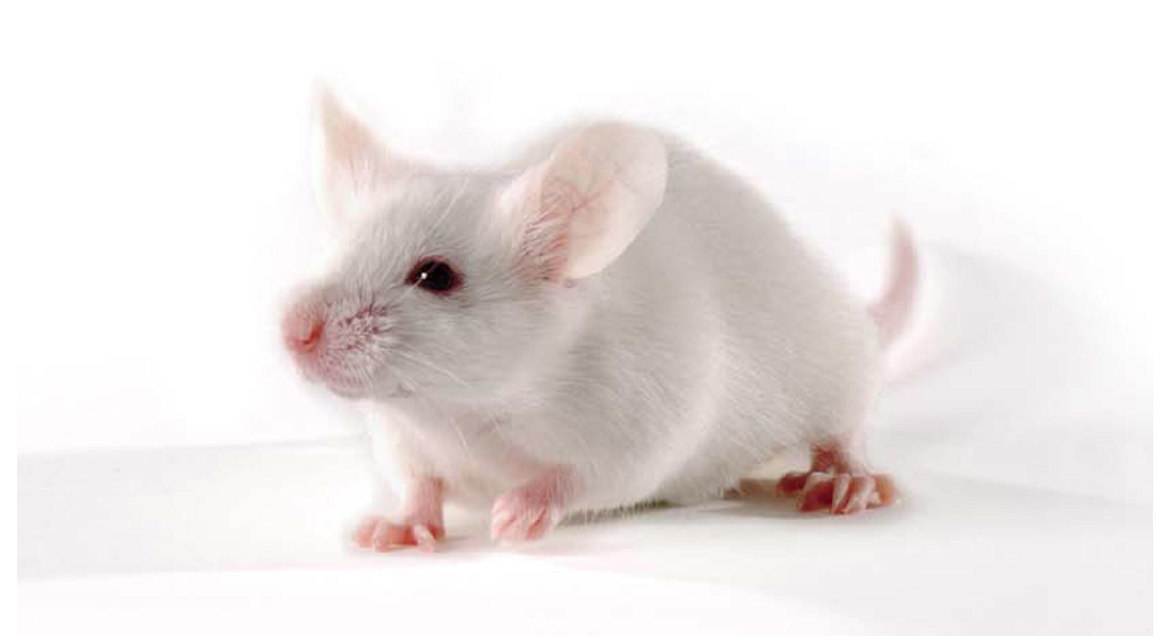 长期供应 BALB/c 小鼠 实验动物