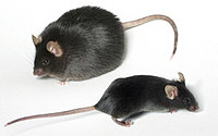 供应  BKS.Cg-+Leprdb/+Leprdb/J  小鼠 db/db 实验动物 模式动物